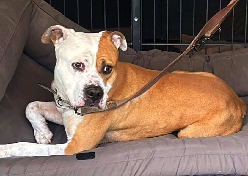 Einer der ausgesetzten Hunde (Foto: Landratsamt)