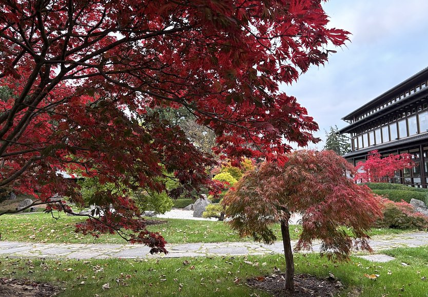 Herbst im Japanischen Garten (Foto: oas) Herbst im Japanischen Garten (Foto: oas)