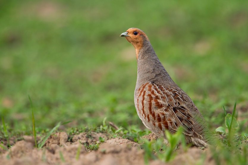 Das Rebhuhn ist der Vogel des Jahres (Foto: jan Piecha)