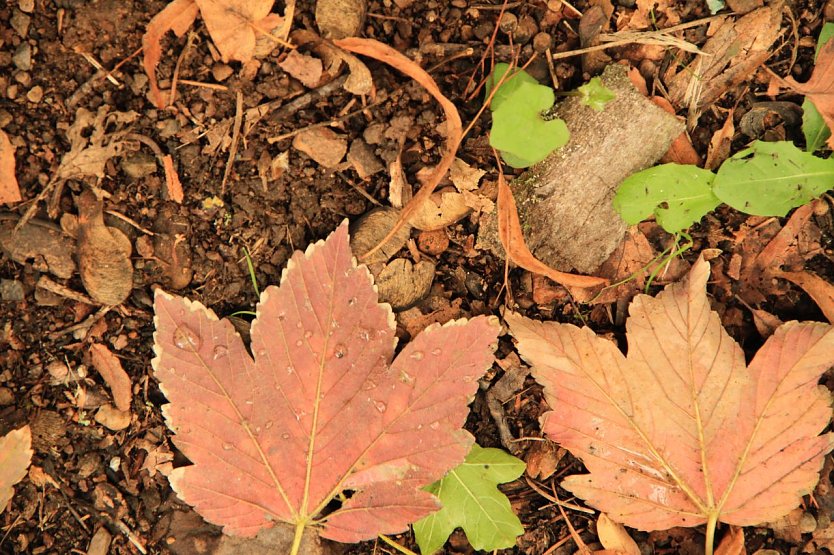 Wetterbild (Foto: agl)