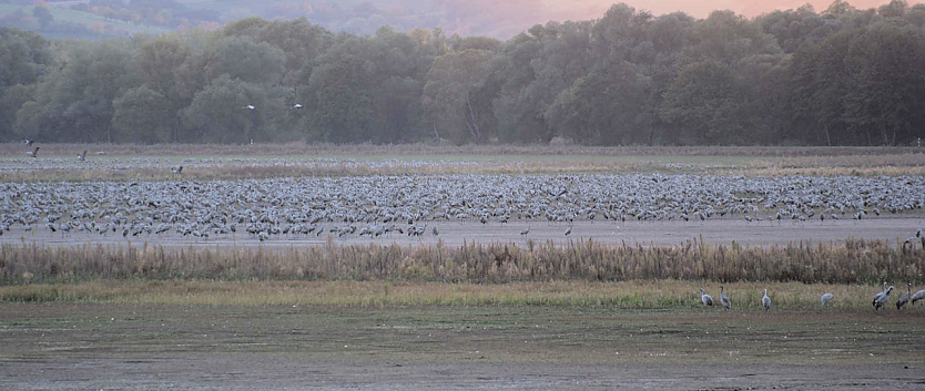 Rastende Kraniche am Stausee Kelbra (Foto: Peter Blei) Rastende Kraniche am Stausee Kelbra (Foto: Peter Blei)
