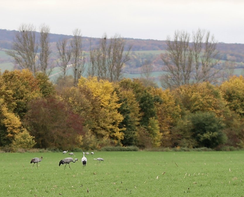 Kraniche am Stausee in Kelbra (Archiv) (Foto: Eva Maria Wiegand) Kraniche am Stausee in Kelbra (Archiv) (Foto: Eva Maria Wiegand)