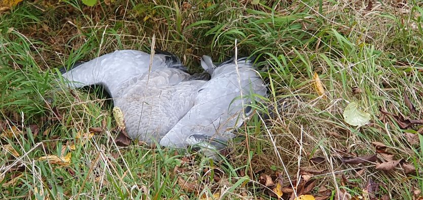 Der Gegensatz zwischen dem gewohnt majest&auml;tischen Anblick fliegender Kraniche und diesem sterbenden Kranich ist nur schwer zu ertragen (Foto: B. Schwarzberg)
