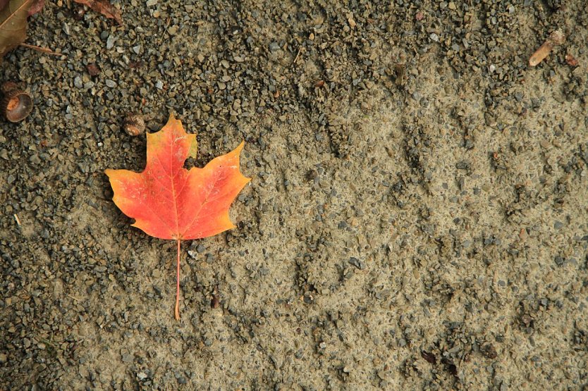 Nicht nur sch&ouml;n: Laub im Herbst (Foto: agl)