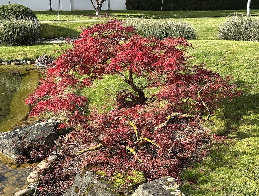 Herbst in Bad Langensalza (Foto: oas) Herbst in Bad Langensalza (Foto: oas)