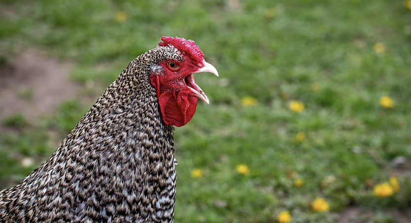 Ausbruchs der Geflügelpest H5N1 in Gudersleben - Symbolbild (Foto: dendoktoor/pixabay.com) Ausbruchs der Geflügelpest H5N1 in Gudersleben - Symbolbild (Foto: dendoktoor/pixabay.com)