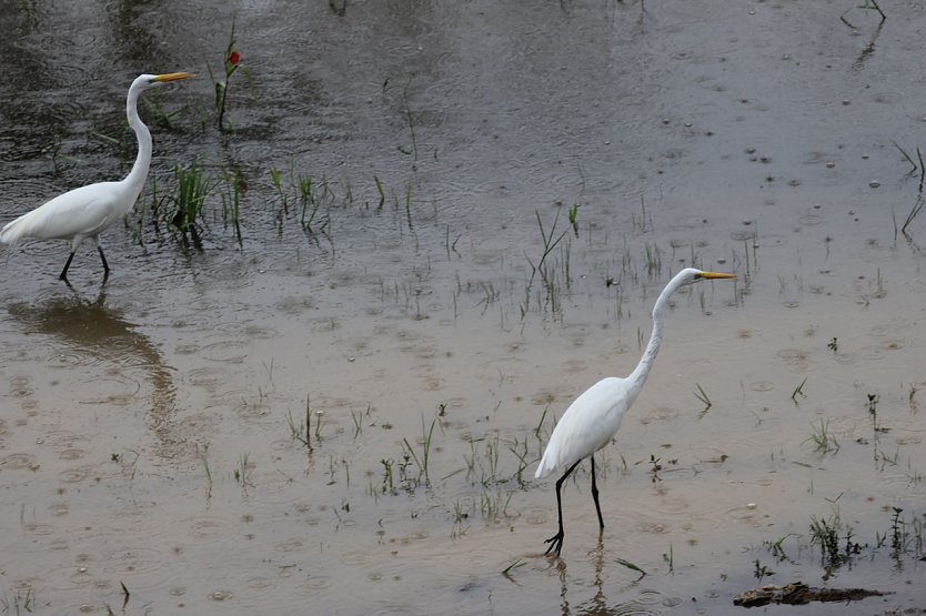 Wei&szlig;e Reiher (Archiv) (Foto: emw)