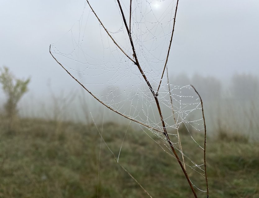 Ruhiges, nebliges Herbstwetter erwartet (Foto: oas) Ruhiges, nebliges Herbstwetter erwartet (Foto: oas)