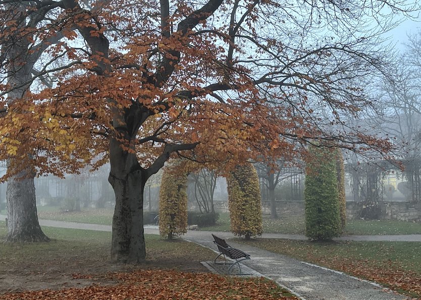 Herbst im Park (Foto: oas) Herbst im Park (Foto: oas)
