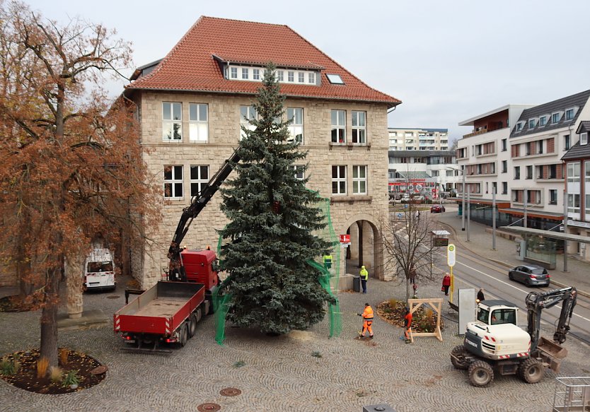 Eine Tanne aus Krimderode ziert den diesj&auml;hrigen Weihnachtsmarkt in Nordhausen (Foto: Stadtverwaltung Nordhausen)