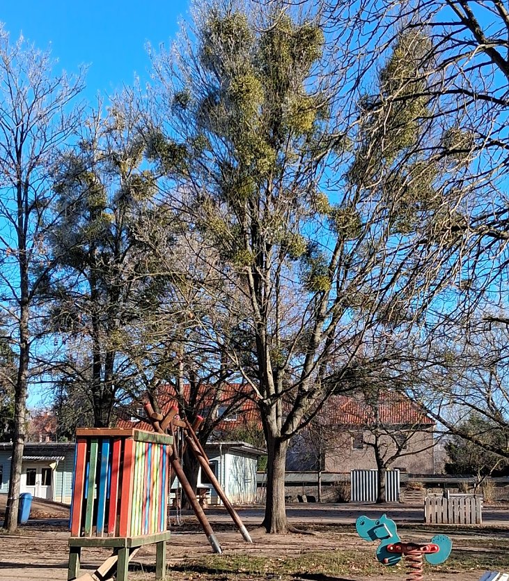 Gibt es hier noch eine Chance auf Rettung&szlig; (Foto: Rosalinde Frank)