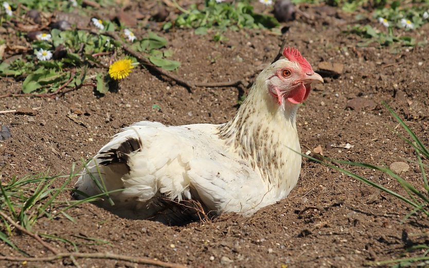 Symbolbild - Henne - Aufhebung der Stallpflicht im Unstrut-Hainich-Kreis (Foto: Eva Maria Wiegand)