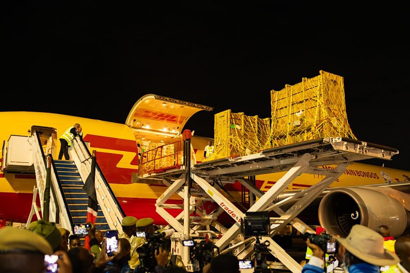 DHL transportiert 17 Bergbongo-Antilopen von Florida nach Kenia (Foto: Peter-Ndungu DHL)