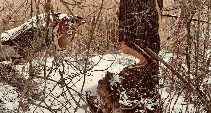 Der gesuchte "Biberbaum" in der Windlücke (Foto: agl) Der gesuchte "Biberbaum" in der Windlücke (Foto: agl)