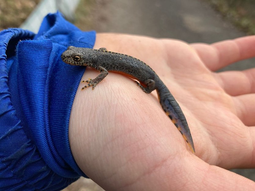 Einer der vielen Bewohner des Teichtals: ein Bergmolch (Foto: LPV S&uuml;dharz/ Kyffh&auml;user)