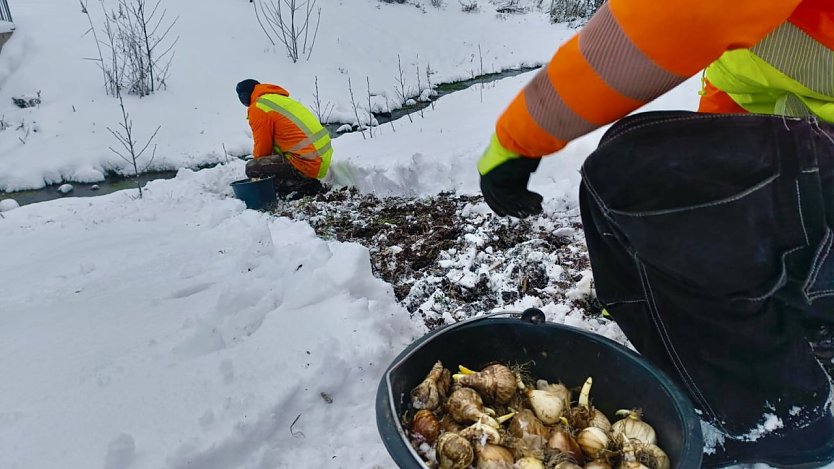 Trotz Winterwetters werden auf dem Laga-Gel&auml;nde in Leinefelde-Worbis Blumenzwiebeln gesteckt.  (Foto: Ute Vernaleken )