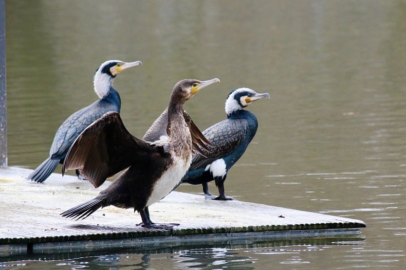 Archivbild: Kormorane am Teich im Stadtpark.  (Foto: emw)