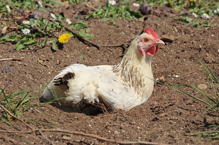 Im Kyffh&auml;userkreis wurde die Vogelgrippe in einem Gefl&uuml;gelbetrieb nachgewiesen, Symbolbild (Foto: emw)