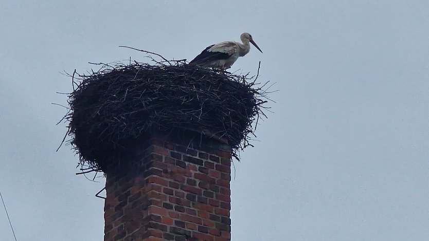 Meister Adebar vor wintergrauem Himmel in Görsbach (Foto: agl) Meister Adebar vor wintergrauem Himmel in Görsbach (Foto: agl)