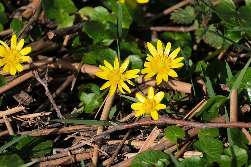 Symbolbild Fr&uuml;hling (Foto: Peter Blei)