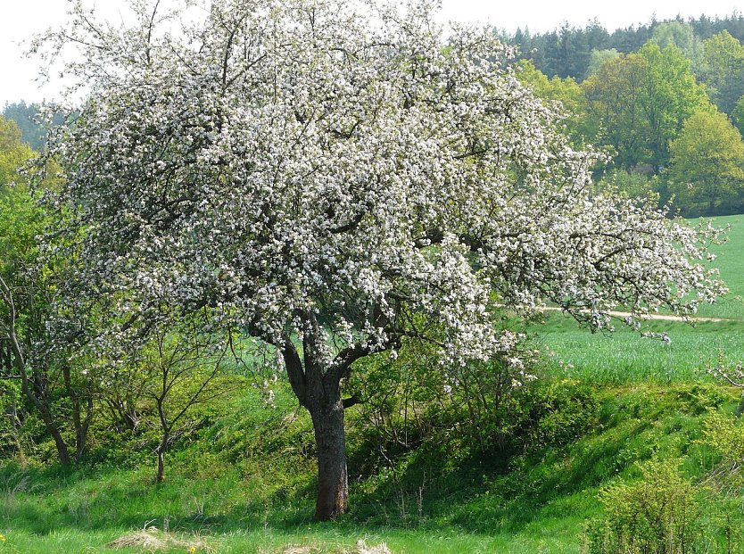 Bl&uuml;hender Obstbaum (Foto: Thomas Wey)