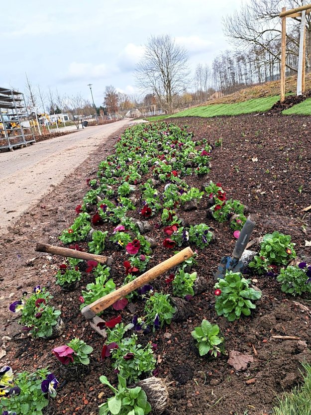 Auch dieses Beet erh&auml;lt eine frische Bepflanzung mit Fr&uuml;hbl&uuml;hern.  (Foto: Ren&eacute; Wei&szlig;bach)