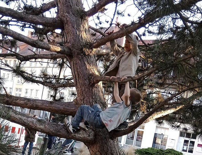 Kinder auf der Kletterkiefer am Blasii-Kirchplatz (Foto: Frank Tuschy) Kinder auf der Kletterkiefer am Blasii-Kirchplatz (Foto: Frank Tuschy)