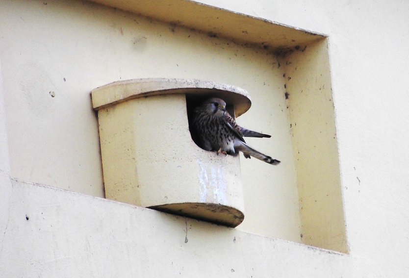 Die Dohlen haben Gefallen gefunden an dem Nistplatz.  (Foto: Ulrich Reinboth)