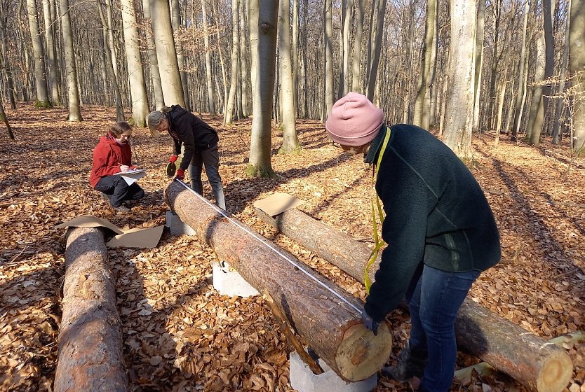 Totholz-Forschungsprojekt (Foto: S. Pompe) Totholz-Forschungsprojekt (Foto: S. Pompe)