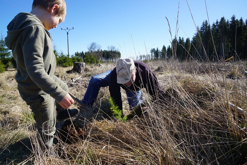 Nils und sein Opa Peter Reichardt pflanzen eine Douglasie unmittelbar am Fu&szlig;e eines alten Baumstumpfes.  (Foto: ssc)
