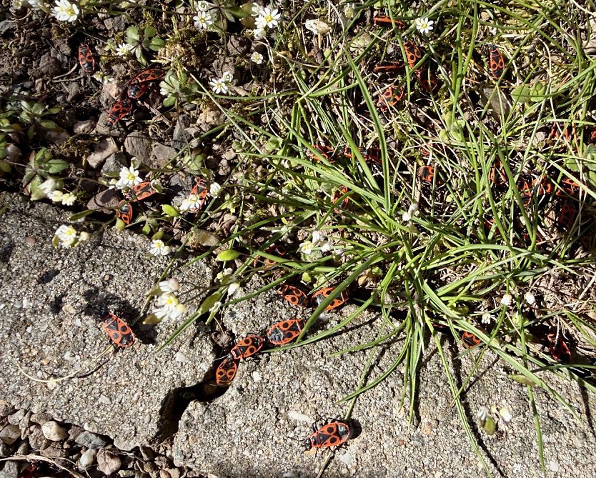 Feuerwanzen (Foto: Monika Mund )