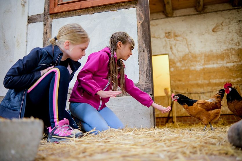 Das Vorwerkhuhn ist eine pflegeleichte Rasse f&uuml;r die Familienhaltung (Foto:  Foto: Dietrich K&uuml;hne/Heinz Sielmann Stiftung)