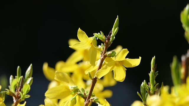 Forsythie (Foto: Volker Weickert)