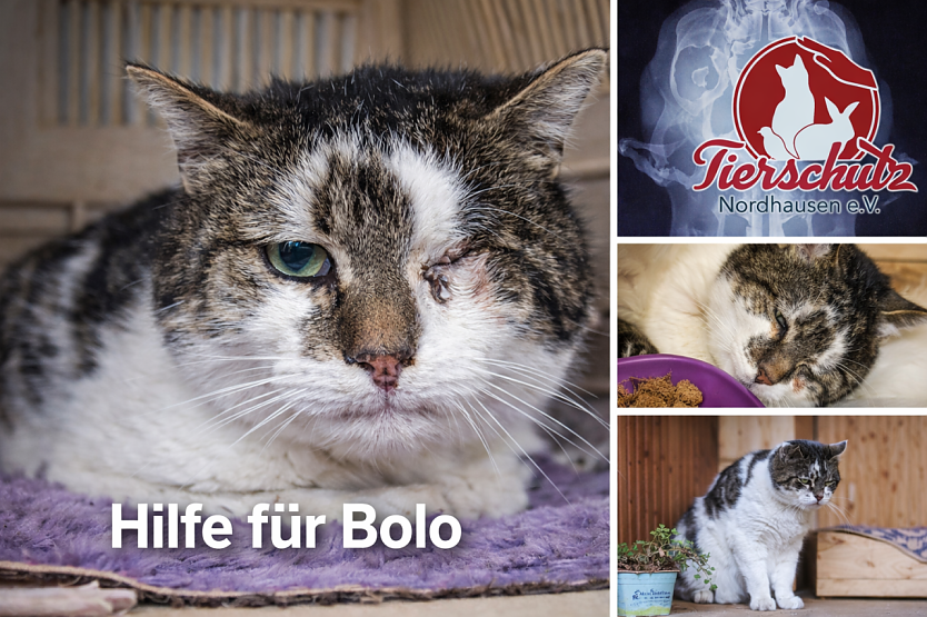 Bolo braucht dringend Hilfe. (Foto: Collage: Tierschutz Nordhausen)