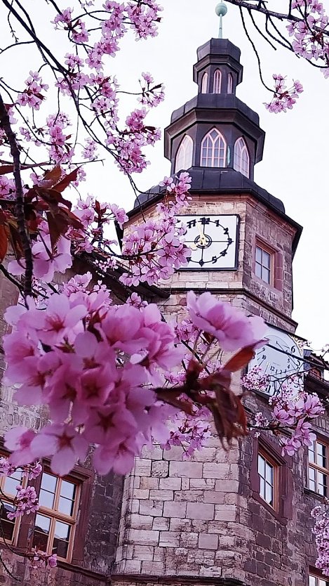 Die Kirschen vor dem Nordh&auml;user Rathaus bl&uuml;hen. (Foto: Svenja Hankel)