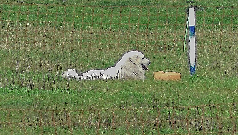 Hütehund (Foto: Ulrich Reinboth) Hütehund (Foto: Ulrich Reinboth)