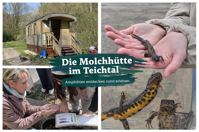 Die Molchh&uuml;tte im Teichtal (Foto: Landsschaftspflegeverband S&uuml;dharz/Kyffh&auml;user)