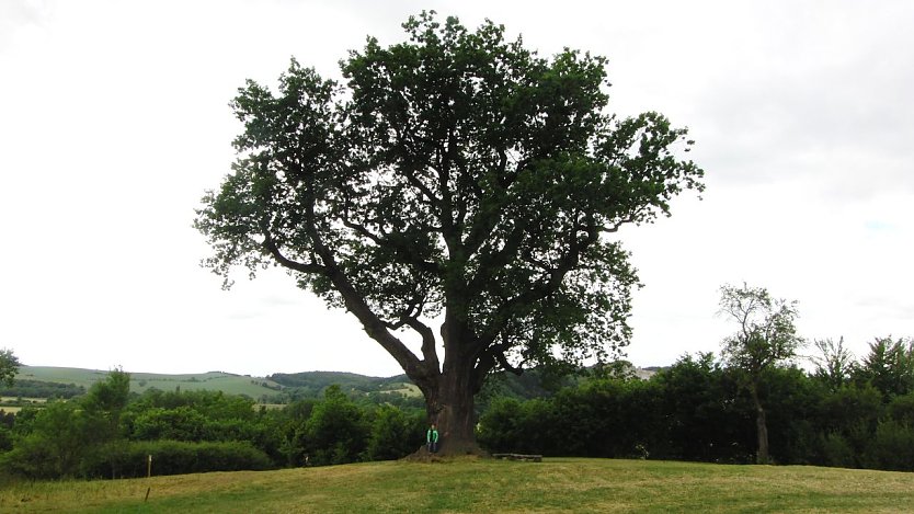 Die Flehm&uuml;ller-Eiche am 20.06.2010, hier noch mit ihrem st&auml;rksten, gesch&auml;tzt 70 Zentimeter starken Ast ganz links, der Monate sp&auml;ter abbrach.  (Foto: B. Schwarzberg)