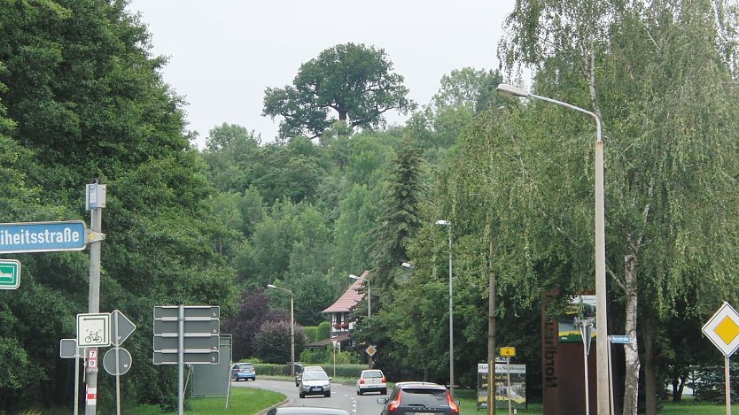 Der k&uuml;nftige Nationalbaum Flehm&uuml;ller-Eiche hoch oben &uuml;ber die B4: Am 13.07.2011 war der dicke Ast noch nicht abgebrochen. (Foto: B. Schwarzberg)